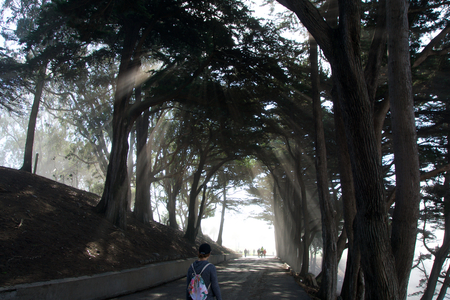 SAN FRANCISCO, CALIFORNIA, UNITED STATES - NOV 11th, 2018: Light rays through trees at Fort Mason park in Golden Gate National Recreation Area with peopleのeditorial素材