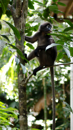 KEDAH, LANGKAWI, MALAYSIA - APR 08th, 2015: An adult dusky leaf monkey or langur is sitting among leaves in a tree in the wildのeditorial素材