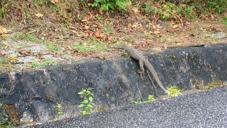 KEDAH, LANGKAWI, MALAYSIA - APR 11th, 2015: Closeup of monitor lizard - Varanus on the streetのeditorial素材