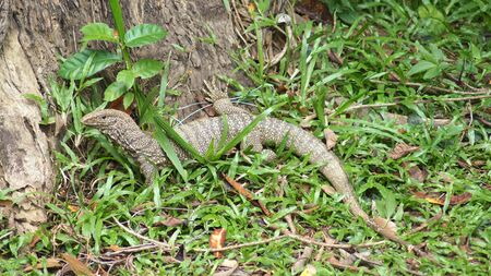 KEDAH, LANGKAWI, MALAYSIA - APR 11th, 2015: Closeup of monitor lizard - Varanus in the jungleのeditorial素材