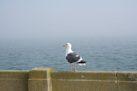 SAN FRANCISCO, CALIFORNIA, UNITED STATES - NOV 25th, 2018: Side Profile of a Western Gull against the background of the San Francisco Bayのeditorial素材