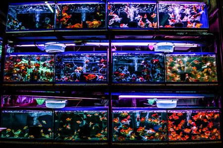 Aquariums Full of Fishes at Chatuchak Weekend Market in Bangkok, Thailandのeditorial素材