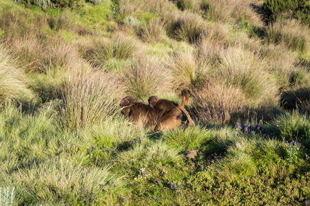 Group of Gelada Monkeys in the Simien Mountains, Ethiopiaの写真素材