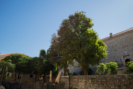 Traditional Buildings and Large Tree in the Old Town of Budva, Budva Riviera, Montenegroの写真素材