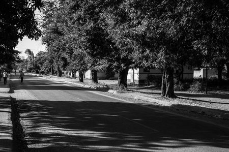 Residential Street with Trees, Livingstone, Zambiaの写真素材