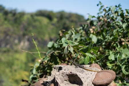 Lizzard Enjoying a Sunbath near Victoria Falls, Zambian Sideの写真素材