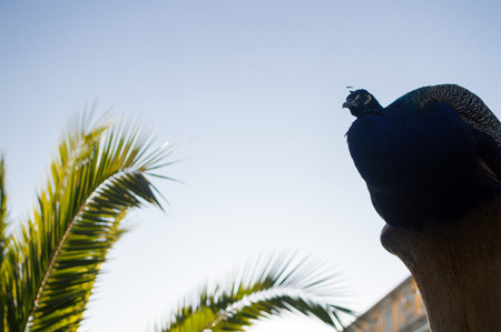 Peacock at Carmen de los Martires Park in Granada, Spainの写真素材