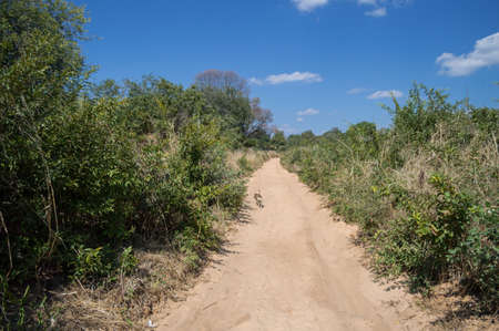 Countryside Dirt Road and Dog in Kachikau, Botswana, Africaの写真素材