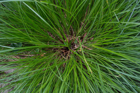 Long Blades of Grass at Botanical Garden in MÃ¼nster, Germanyの写真素材