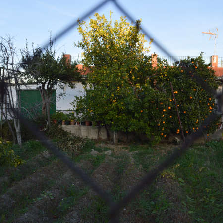 House with Orange Tree in Granada, Spainの写真素材