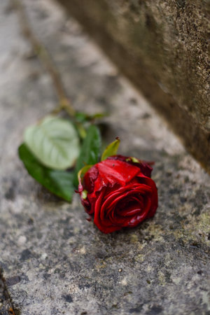 Rose at Pere Lachaise Cemetery in Paris, Franceの写真素材