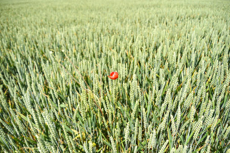 Red Poppy Flower in a Field of Barleyの写真素材