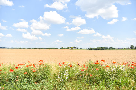 Belgium Countryside near Hanut with Fields and Red Poppy Flowersの写真素材