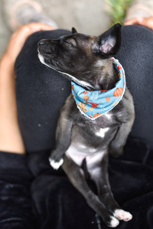 A Cute Grey, Brown, Black Puppy with White Paws and Bandana Resting in Lapの写真素材