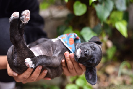 A Cute Grey, Brown, Black Puppy with White Paws and Bandana Resting in Handsの写真素材