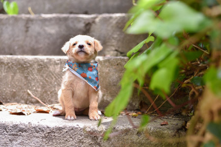 A Cute White Puppy with Bandana Sitting on Stairsの写真素材