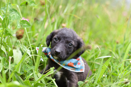 A Cute Black and Brown Puppy with Bandana Lying in a Meadowの写真素材