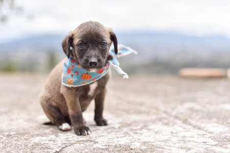 A Cute Gray and Brown Puppy with White Paws and Bandana Sitting on Terraceの写真素材