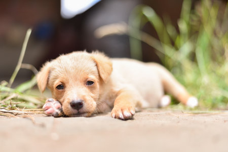 A Cute White Puppy Lying on the Floorの写真素材