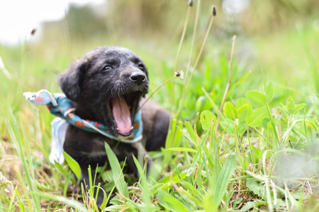 A Cute Black and Brown Puppy with Bandana Lying in a Meadow Yawningの写真素材