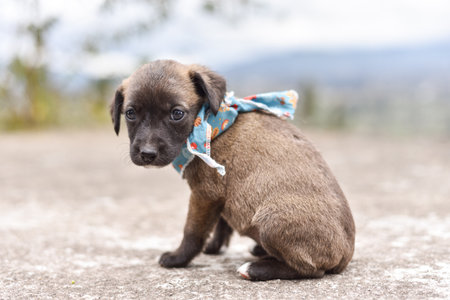A Cute Gray and Brown Puppy with White Paws and Bandana Sitting on Terraceの写真素材
