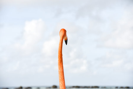 A Flamingo Looking at the Sea on Caribbean Renaissance Island, Arubaの写真素材