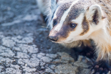 Badger on the moveの写真素材