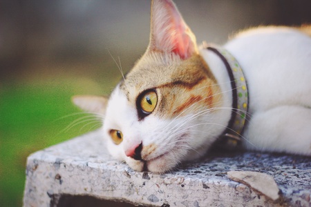 Kitty cat restingの素材