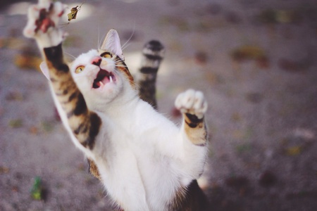 Cat catching blade and golden eyesの素材