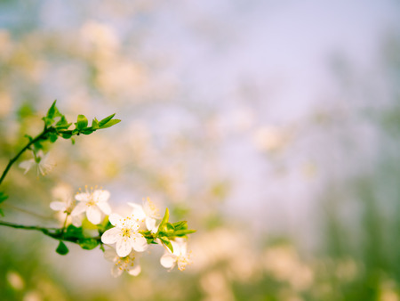 Blossoming tree branch with light blurred background nature.
