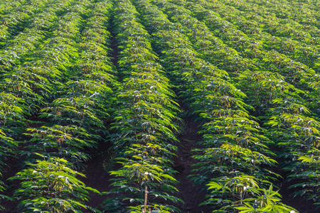 Cassava or manioc plant field in a morning lightの写真素材