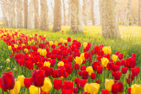 Red and yellow beautiful tulips in spring with morning light, flower backgroundの写真素材