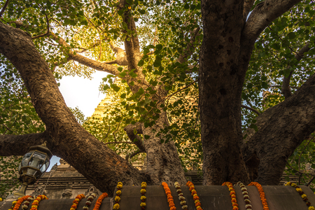 The Bodhi tree with stupa on background, which the Buddha became enlightened located at BodhGaya, Indiaの写真素材