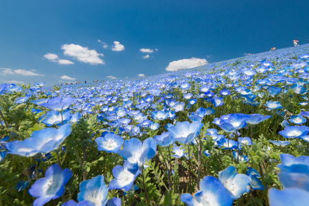 Blue flower field, Nemophila, flower field at Hitachi Seaside Park in spring, Japanの写真素材
