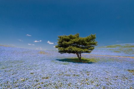Nemophila, flower field at Hitachi Seaside Park in spring, Japan, selected focus at the treeの写真素材