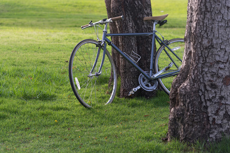 a Bicycles under a tree in a morning.の写真素材