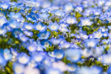 Nemophila, flower field at  Seaside Park in spring, Japanの写真素材