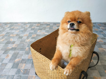 a Pomeranian puppy is standing in a box and trying to out of the wooden box with its eyes fill of tearの写真素材