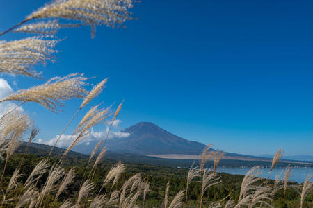 Mountain Fuji without snow cover its peak from a viewpoint around Wanakako lake in a morning with brown grass in foreground and blue sky in background.の写真素材