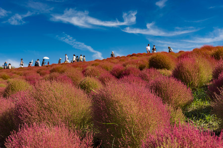 Kochia and cosmos bush with hill landscape Mountain,at Hitachi Seaside Park in autumn with blue sky at Ibaraki, Japanの写真素材