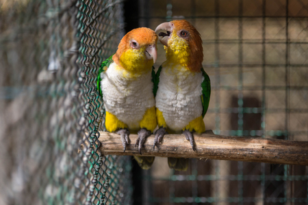 Two parrots or love birds in love kiss each other but have no freedom which they are in birdcage. love conceptの写真素材