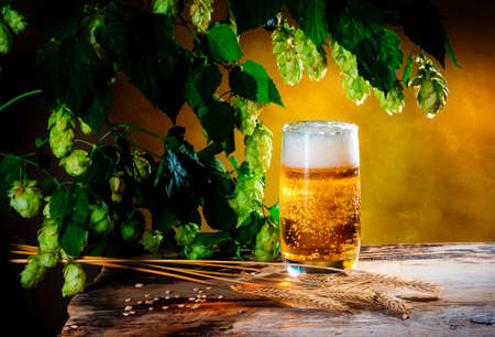 Still life with glass of beer and green hop and ears of barley on old wooden tableの写真素材