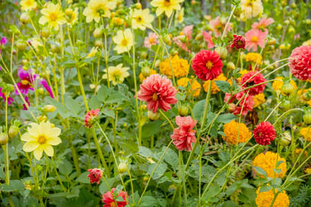 Multicolored beautiful blooming flowers in the garden.の写真素材
