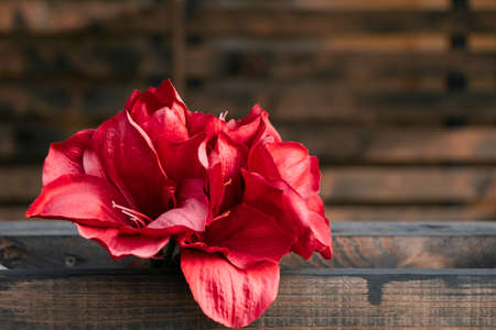 Big blooming red flower close-up on a wooden background with space for text.の写真素材