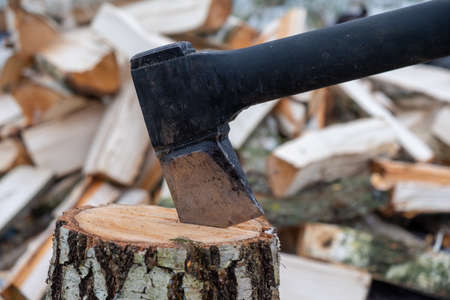 Harvesting birch firewood. Ax in the stump.