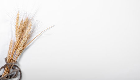 Sheaf of dry wheat on a white background. Free place. Isolated.の写真素材