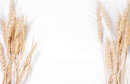Two sheaves of wheat on a white background with space for text.の写真素材