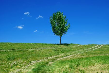 road tree - green fields, paths, the blue sky, mountainの写真素材