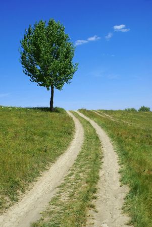 road tree - green fields, paths, the blue sky, mountainの写真素材