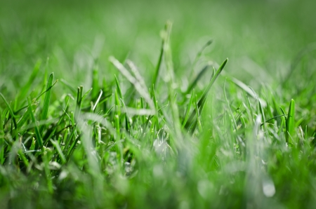 Beautiful green grass close-up - horizontal field shot with vignette, extreme selective focus and bokehの写真素材